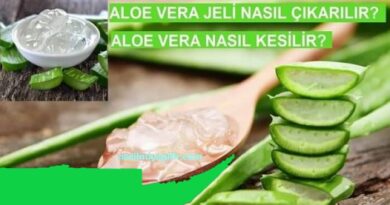 Aloe Vera Jeli Nasıl Çıkarılır? Aloe Vera Nasıl Kesilir?