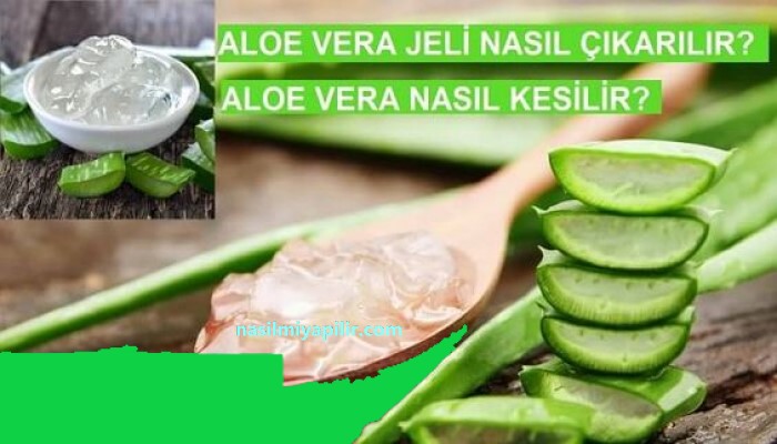 Aloe Vera Jeli Nasıl Çıkarılır? Aloe Vera Nasıl Kesilir?