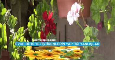 Evde Bitki Yetiştirenlerin Yaptığı Yanlışlar! 10 Önemli Bilgi!