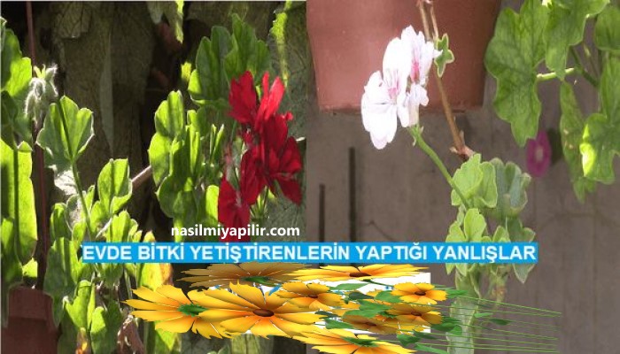 Evde Bitki Yetiştirenlerin Yaptığı Yanlışlar! 10 Önemli Bilgi!