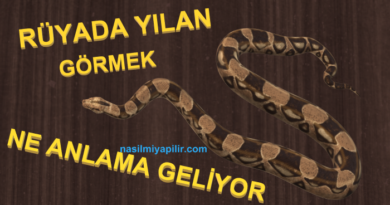 Rüyada Yılan Görmek ve Yılan Çeşitlerine Göre Tabirler