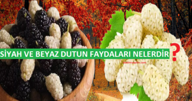 Dutun Faydaları Nelerdir? Siyah ve Beyaz Dutun Yararları!