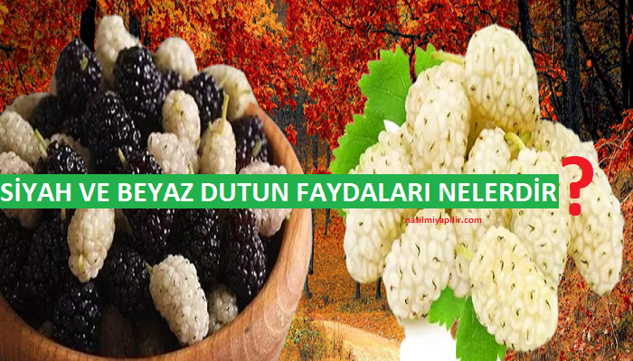 Dutun Faydaları Nelerdir? Siyah ve Beyaz Dutun Yararları!