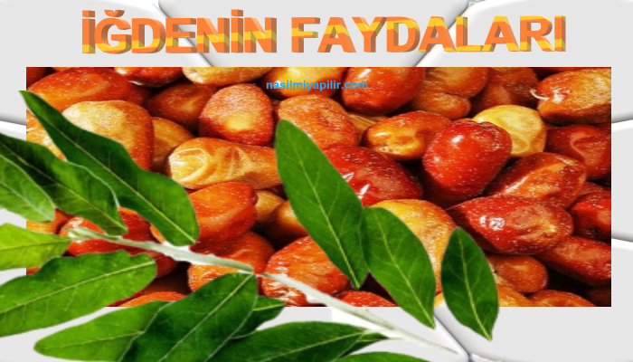 İğdenin Faydaları Nelerdir, Hangi Hastalığa İyi Gelir?