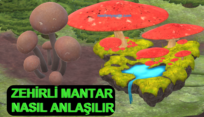 Zehirli Mantar Nasıl Anlaşılır? Ayırt Etme Yolları!